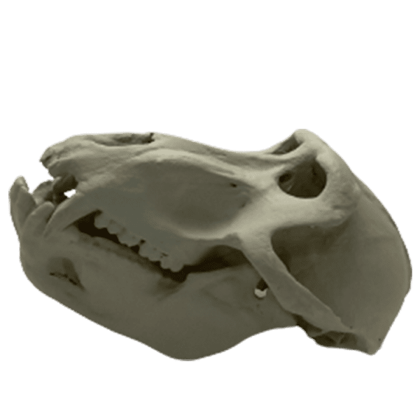 Baboon (Papio spp.) - Image 2