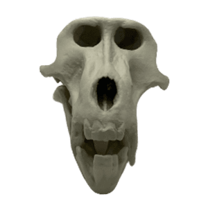 Baboon (Papio spp.)