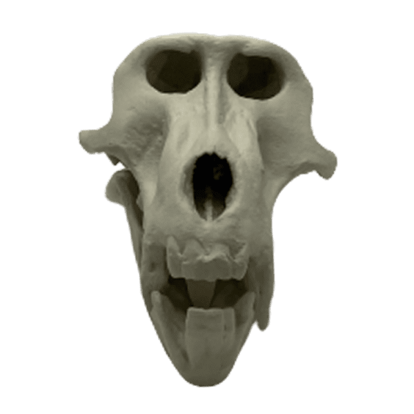 Baboon (Papio spp.)