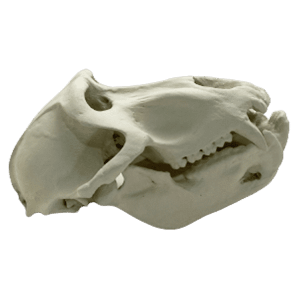 Baboon (Papio spp.) - Image 6