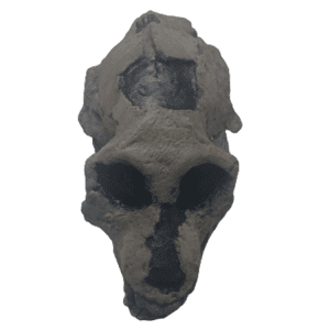 Aegyptopithecus Zeuxis
