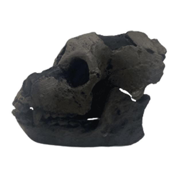 Aegyptopithecus Zeuxis - Image 2