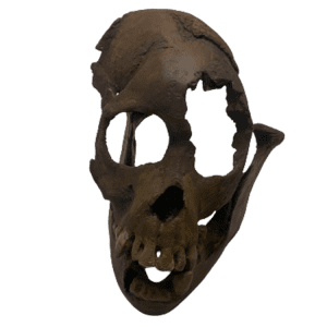 Proconsul Africanus