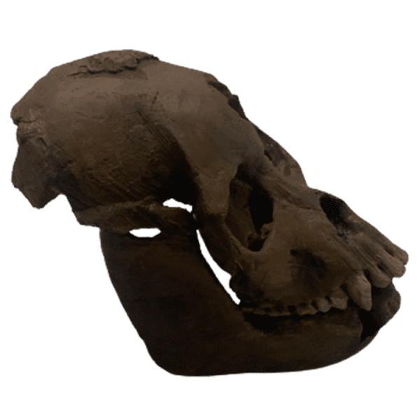 Proconsul Africanus - Image 2