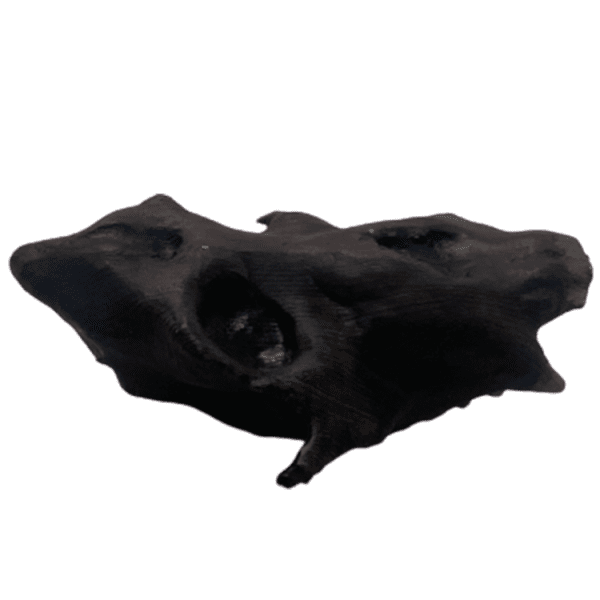 Afropithecus - Image 4