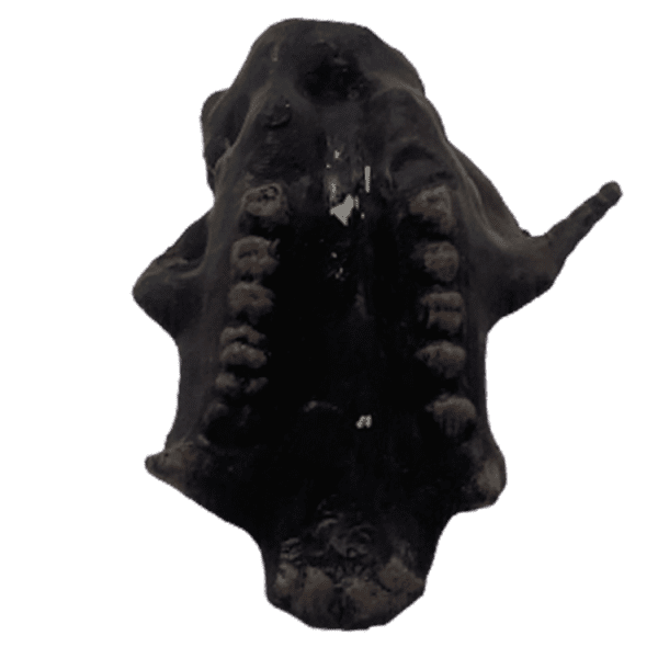 Afropithecus - Image 3