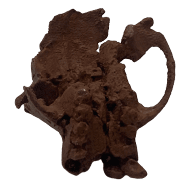 Turkanapithecus - Image 4