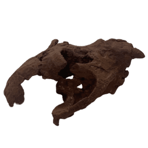 Turkanapithecus