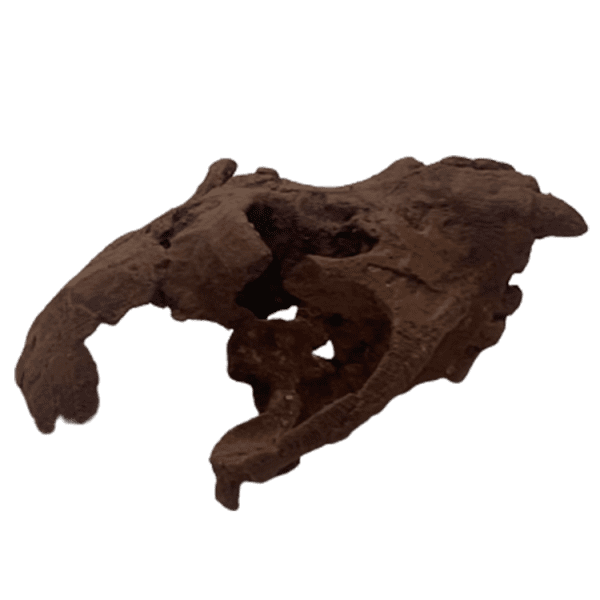 Turkanapithecus