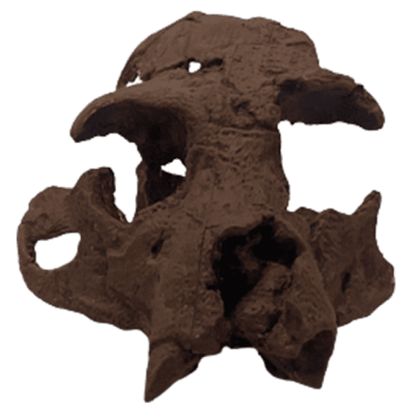 Turkanapithecus - Image 2