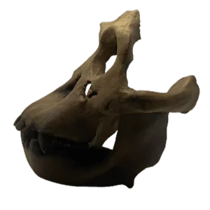 Sivapithecus