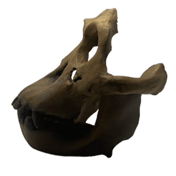 Sivapithecus