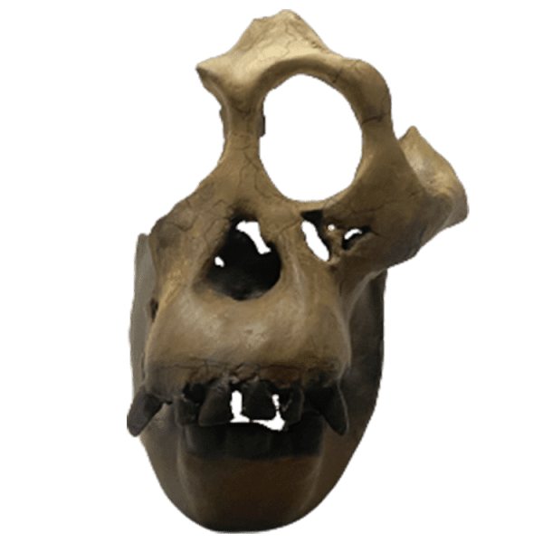 Sivapithecus - Image 2