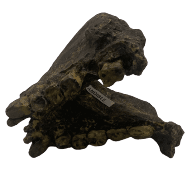 Gigantopithecus - Image 5