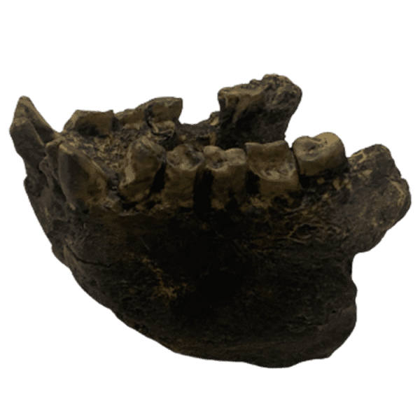 Gigantopithecus - Image 4