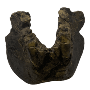 Gigantopithecus