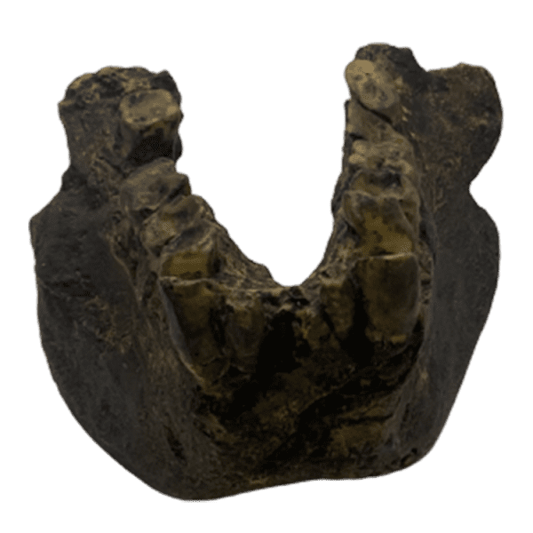 Gigantopithecus