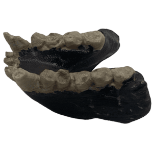 Dryopithecus Fontani