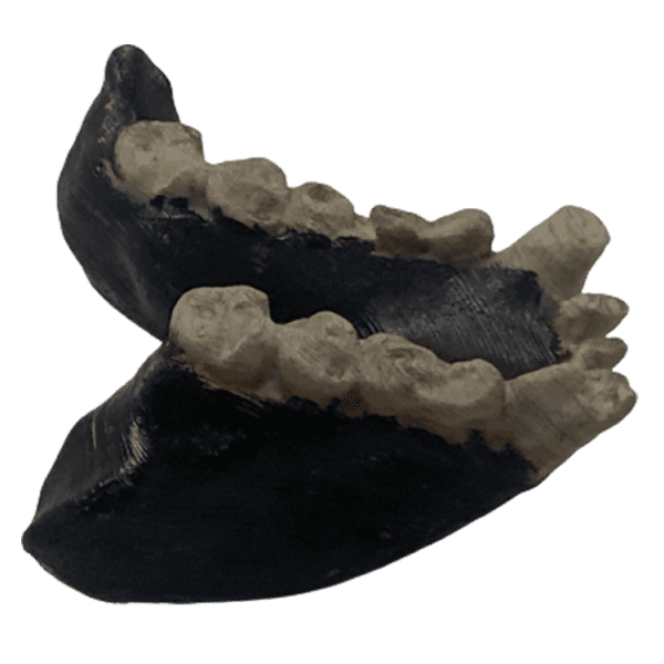Dryopithecus Fontani - Image 4