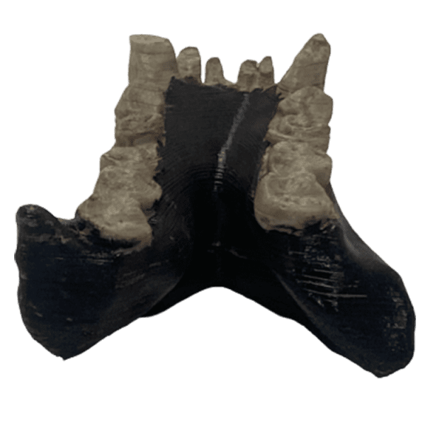 Dryopithecus Fontani - Image 3