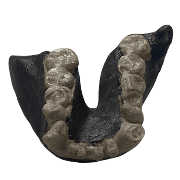Dryopithecus Fontani - Image 2