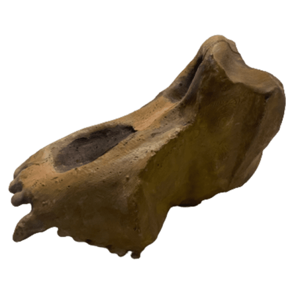 Ouranopithecus