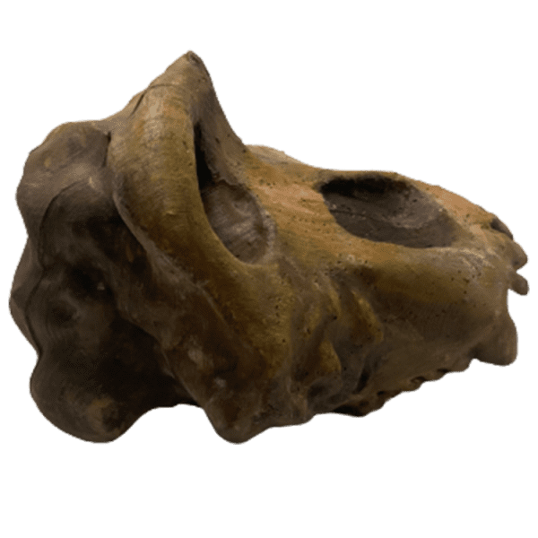 Ouranopithecus - Image 2