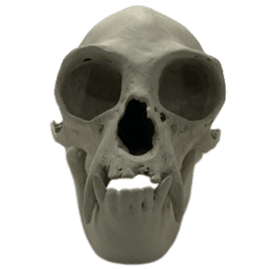Gibbon (Symphalangus syndactylus)