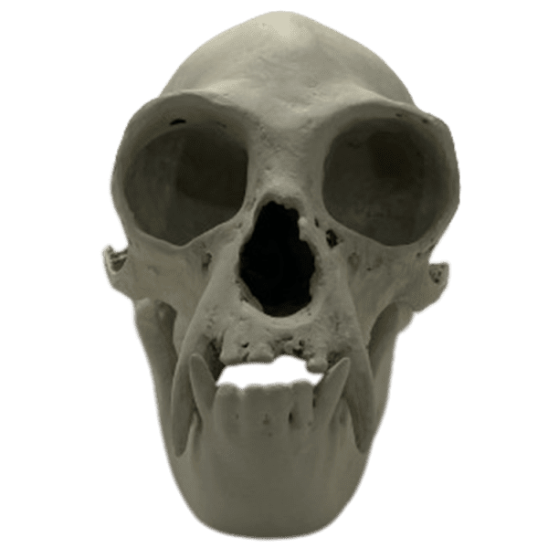 Gibbon (Symphalangus syndactylus)