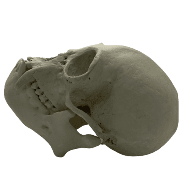 Gibbon (Symphalangus syndactylus) - Image 3