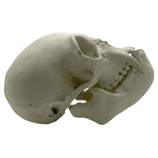 Gibbon (Symphalangus syndactylus) - Image 4