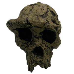 Sahelanthropus tchadensis Original