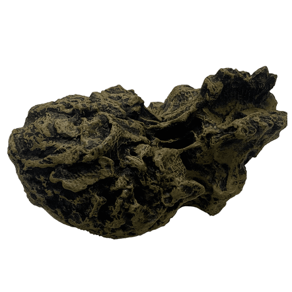 Sahelanthropus tchadensis Original - Image 6