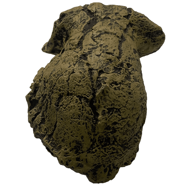 Sahelanthropus tchadensis Original - Image 4