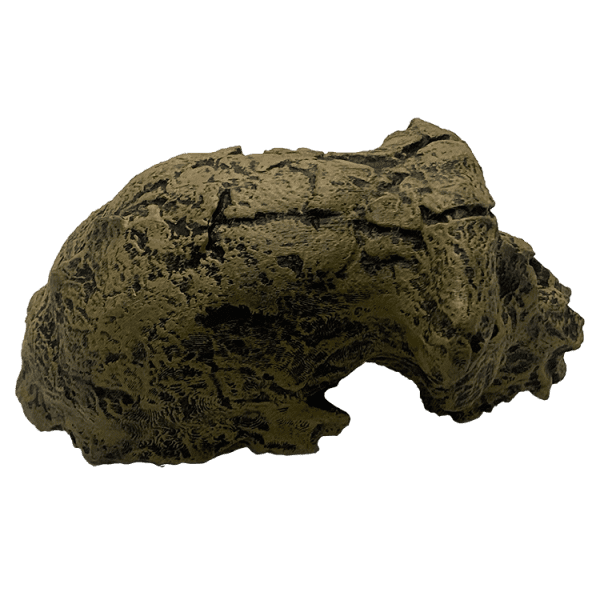 Sahelanthropus tchadensis Original - Image 5