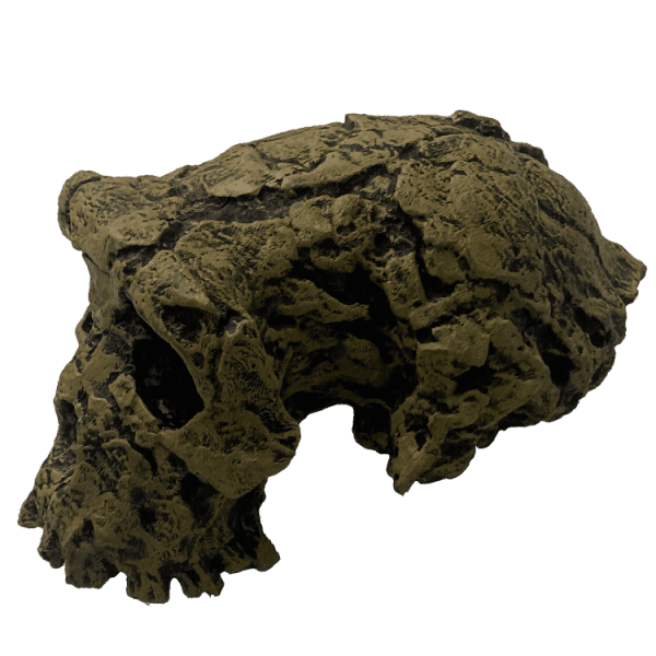 Sahelanthropus tchadensis Original - Image 3
