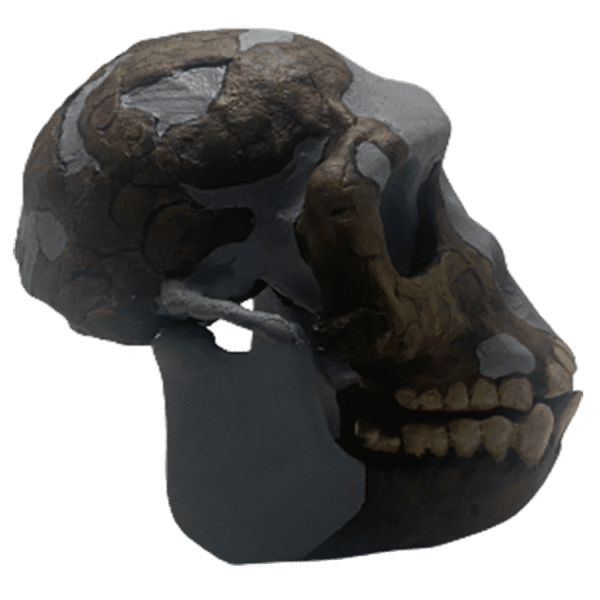 Ardipithecus ramidus - Image 5