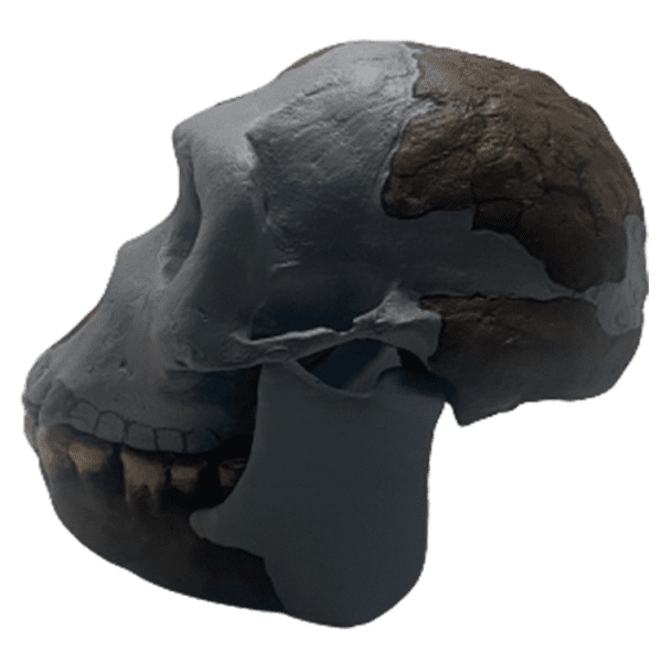 Ardipithecus ramidus - Image 4