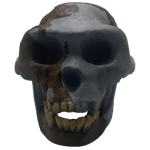 Ardipithecus ramidus