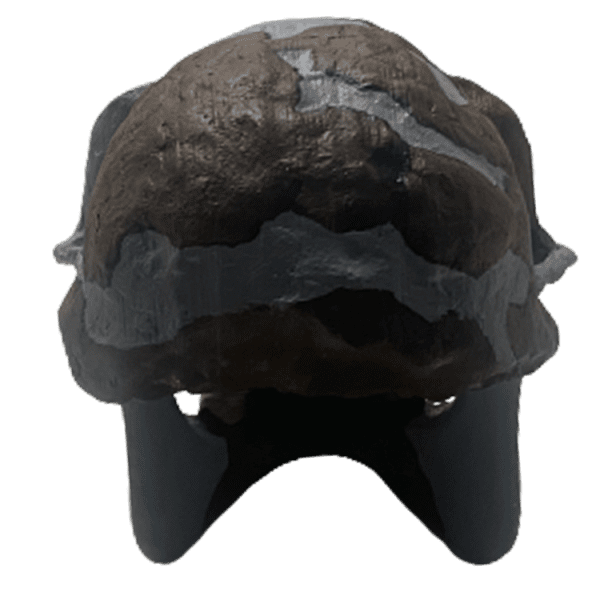 Ardipithecus ramidus - Image 3