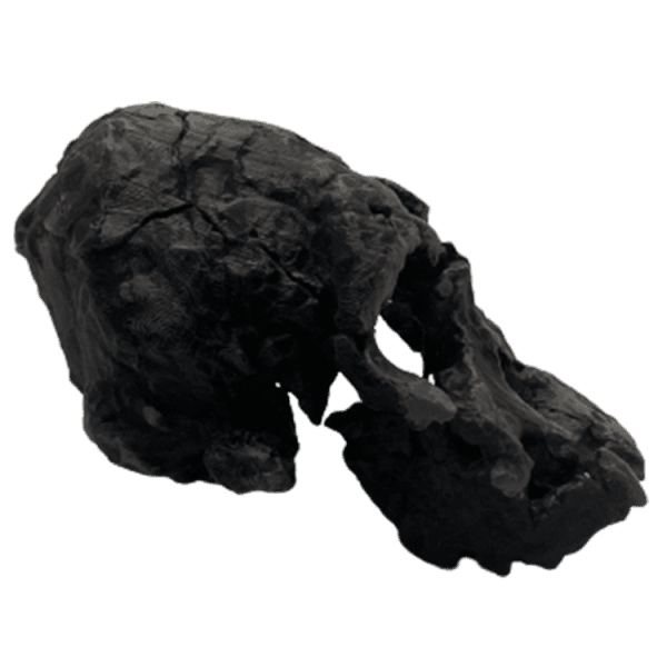Kenyanthropus platyopus - Image 5