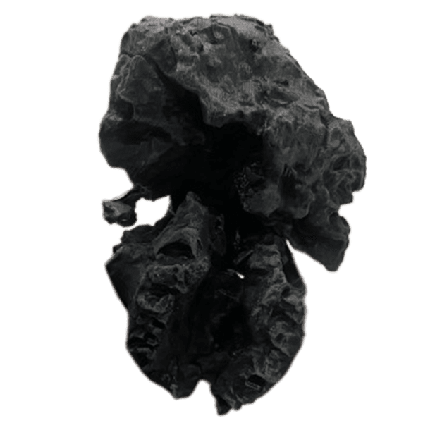 Kenyanthropus platyopus - Image 4