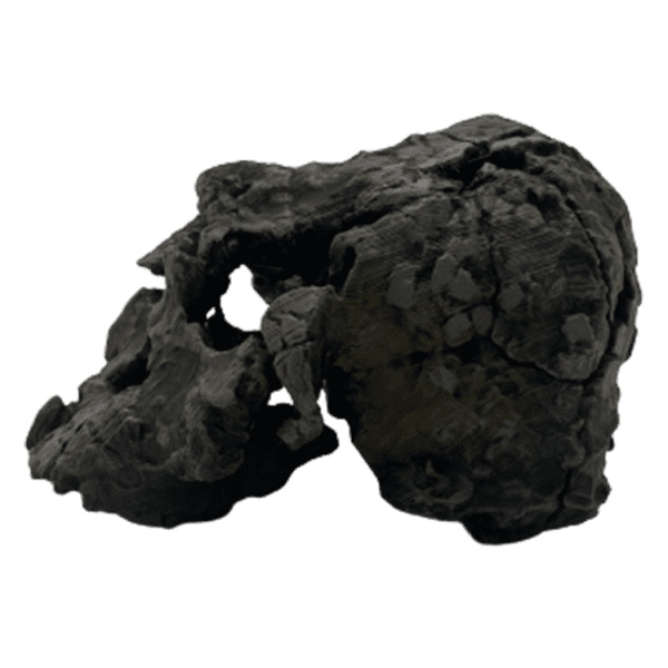 Kenyanthropus platyopus - Image 3