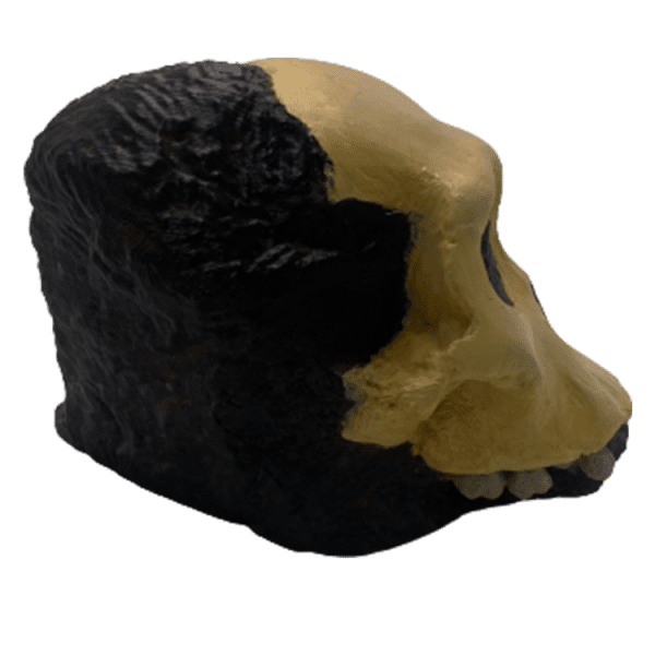 Australopithecus sediba - Image 5