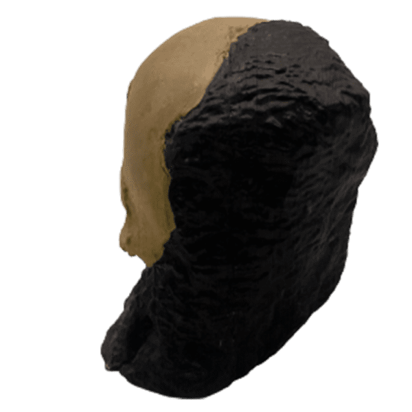 Australopithecus sediba - Image 4