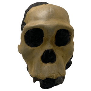 Australopithecus sediba