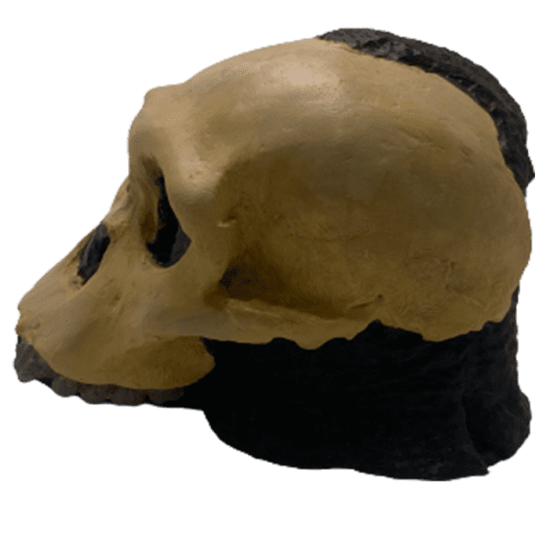 Australopithecus sediba - Image 3