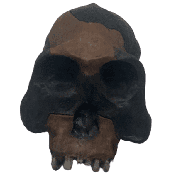 Australopithecus garhi - Image 6