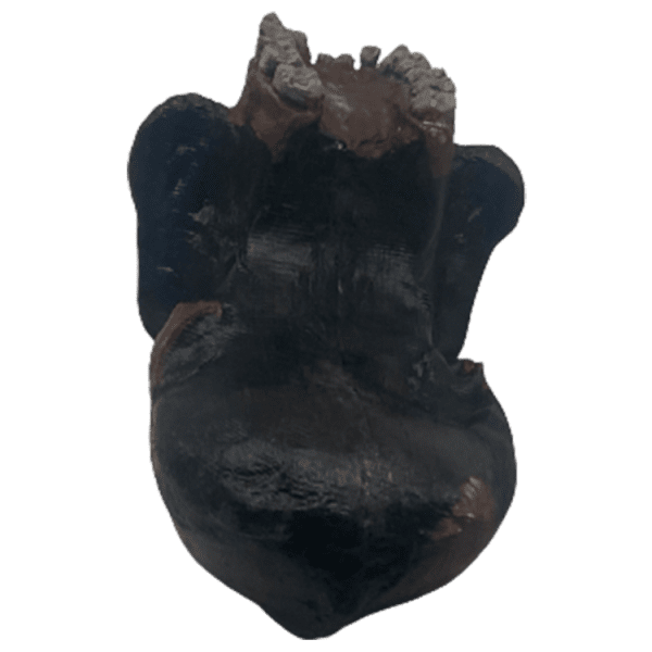 Australopithecus garhi - Image 5