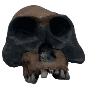 Australopithecus garhi